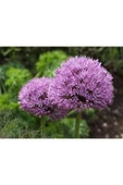 Muka Botanik 20 Adet Purple Gıant Allıum Tohumu thumbnail 3