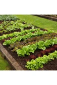 Muka Botanik 100 Adet Organic Ruby Red Leaf Marul Tohumu thumbnail 3