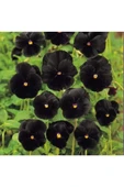 Muka Botanik 10 Adet Black Pansy Tohumu thumbnail 4