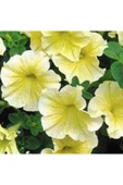 Muka Botanik 10 Adet Natural Trailing Petunia Yellow Star Tohumu thumbnail 4