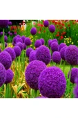 Muka Botanik 20 Adet Giant Ball Onion Allium Christophii Huge Hardy Perennial Tohumu thumbnail 1
