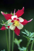 Muka Botanik 5 Adet Crimson Star Columbine Tohumu thumbnail 3