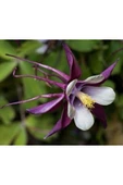 Muka Botanik 5 Adet Deep Purple Columbine, William Guinness Tohumu thumbnail 4