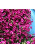 Muka Botanik 10 Adet Natural Creeping Petunia Purple Tohumu thumbnail 1
