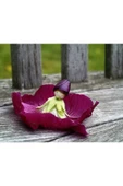 Muka Botanik 5 Adet Mixed Color Hollyhock Tohumu thumbnail 6