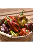 Muka Botanik 20 Adet Rare Candy Cane Chocolate Cherry Sweet Bell Dolmalık Biber Tohumu thumbnail 1