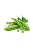 Muka Botanik Agrobazaar Tatlı Bezelye Tohumu 10+ Adet Tohum thumbnail 1
