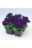 Muka Botanik 10 Adet Petunia Isabel Tohumu thumbnail 3