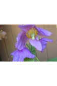 Muka Botanik 10 Adet Himalayan Blue And Purple Poppy Tohumu thumbnail 3