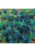 Muka Botanik 10 Adet Cerinthe Major, Pride Of Gibraltar, Honeywort Tohumu thumbnail 7