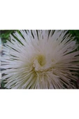 Muka Botanik 10 Adet Natural Needle Aster Isolda Heirloom Tohumu thumbnail 2