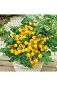 Muka Botanik 20 Adet Yellow Micro Dwarf Domates Tohumu thumbnail 1