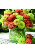 Muka Botanik 10 Adet Zinnia Elegans Tohumu thumbnail 1