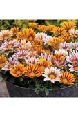 Muka Botanik 10 Adet Gazania Mix Flower Tohumu thumbnail 6