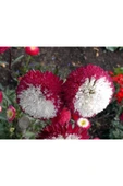 Muka Botanik 10 Adet Aster Pompon Winter Cherry Red Tohumu thumbnail 4