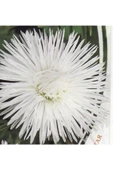 Muka Botanik 10 Adet Natural Needle Aster Isolda Heirloom Tohumu thumbnail 5