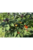 Muka Botanik 20 Adet Nadir Karışık Peru Süs Biberi Tohumu thumbnail 2