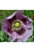 Muka Botanik 5 Adet Giant Purple Poppy Tohumu thumbnail 1