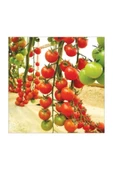 Muka Botanik Agrobazaar Sarkan Cherry Domates + 50 Tohum + (saksı Toprak Seti ) thumbnail 2