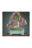 Muka Botanik Bodur Pembe Gül Bonzai Ağacı Tohumu 5 Adet Tohum thumbnail 3