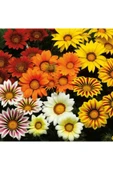 Muka Botanik 10 Adet Gazania Mix Flower Tohumu thumbnail 2