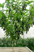 Muka Botanik Ithal Çin Patlıcan Ağacı Tohumu / 10+ Adet Tohum thumbnail 1