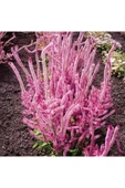 Muka Botanik 10 Adet Statice Seeds - Pink Limonium Tohumu thumbnail 2