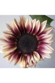 Muka Botanik 10 Adet Procut Plum Sunflower Tohumu thumbnail 1