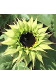 Muka Botanik 10 Adet Sunflower Sun-fill Purple Tohumu thumbnail 2