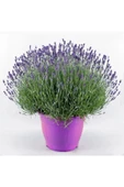 Muka Botanik Mor Kokulu Ingiliz Lavanta Tohumu Ekim Seti thumbnail 2