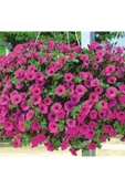 Muka Botanik 10 Adet Natural Creeping Petunia Purple Tohumu thumbnail 2