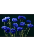 Muka Botanik 20 Adet Mavi Bachelor Button Çiçeği Tohumu thumbnail 1