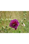 Muka Botanik 5 Adet Mixed Color Hollyhock Tohumu thumbnail 3