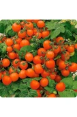 Muka Botanik 20 Adet Micro Dwarf Domates Tohumu thumbnail 1