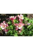 Muka Botanik 30 Adet Columbine Aquilegia Vulgaris Tohumu thumbnail 3