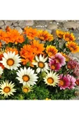 Muka Botanik 10 Adet Gazania Mix Flower Tohumu thumbnail 3