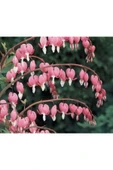 Muka Botanik Ithal Pembe Dicentra Çiçeği Tohumu Ekim Seti thumbnail 4
