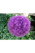 Muka Botanik 20 Adet Purple Gıant Allıum Tohumu thumbnail 4