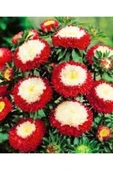 Muka Botanik 10 Adet Aster Pompon Winter Cherry Red Tohumu thumbnail 2