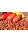 Muka Botanik Organik Kakao Ağacı Tohumu thumbnail 3