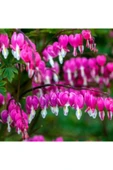 Muka Botanik Ithal Pembe Dicentra Çiçeği Tohumu Ekim Seti thumbnail 3