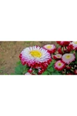 Muka Botanik 10 Adet Aster Pompon Winter Cherry Red Tohumu thumbnail 5