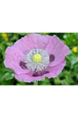 Muka Botanik 5 Adet Poppy Papaver Somniferum Wildflower Tohumu thumbnail 1