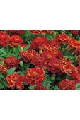 Muka Botanik 5 Adet Natural French Marigold Carmen Tohumu thumbnail 5