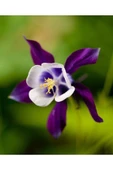 Muka Botanik 5 Adet Deep Purple Columbine, William Guinness Tohumu thumbnail 6