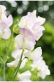 Muka Botanik 10 Adet Organic Sweet Pea High Scent Tohumu thumbnail 2