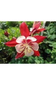 Muka Botanik 10 Adet Columbine Aquilegia Vulgaris Tohumu thumbnail 1