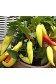 Muka Botanik 20 Adet Sweet Banana Biber Tohumu thumbnail 1