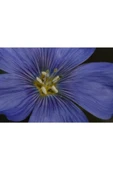Muka Botanik 10 Adet Blue Flax (prairie Flax / Lewis Blue Flax) Tohumu thumbnail 4