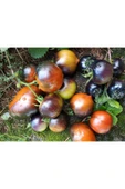 Muka Botanik 20 Adet Chestnut Chocolate Domates Tohumu thumbnail 2